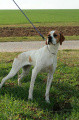 Pedigree DELIA DES LANDES DU PECH Pedigree DELIA DES LANDES DU PECH